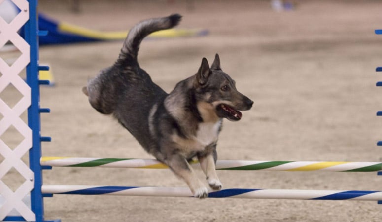 Swedish Vallhund