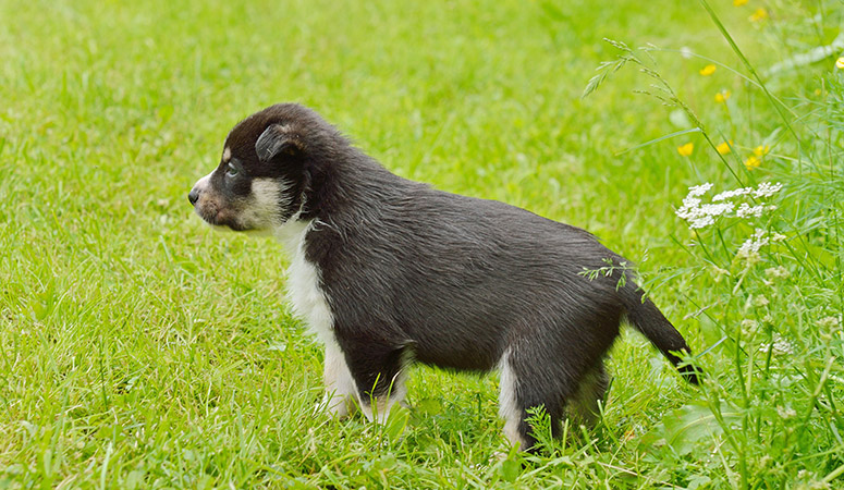 Swedish Vallhund