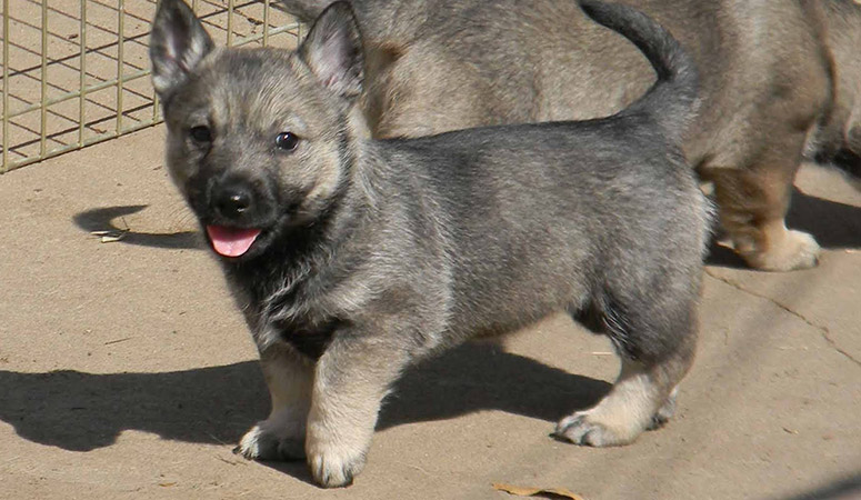 Swedish Vallhund