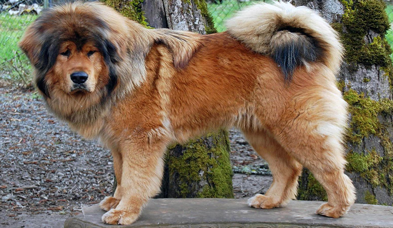 https://www.puppyarea.com/wp-content/uploads/2020/09/Tibetan-Mastiff-1.jpg