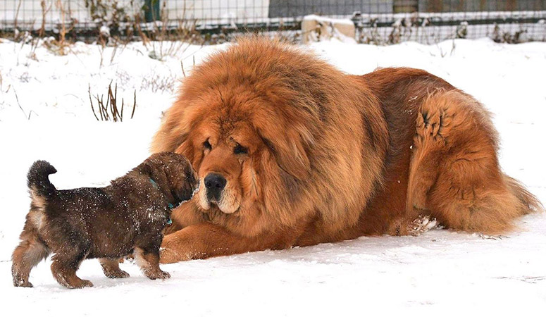 Tibetan Mastiff