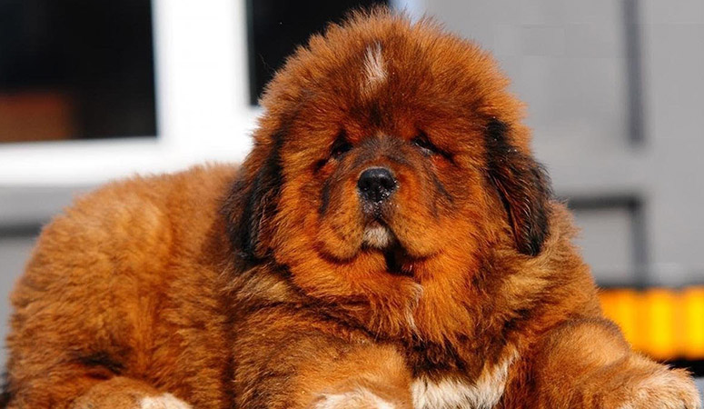 Tibetan Mastiff