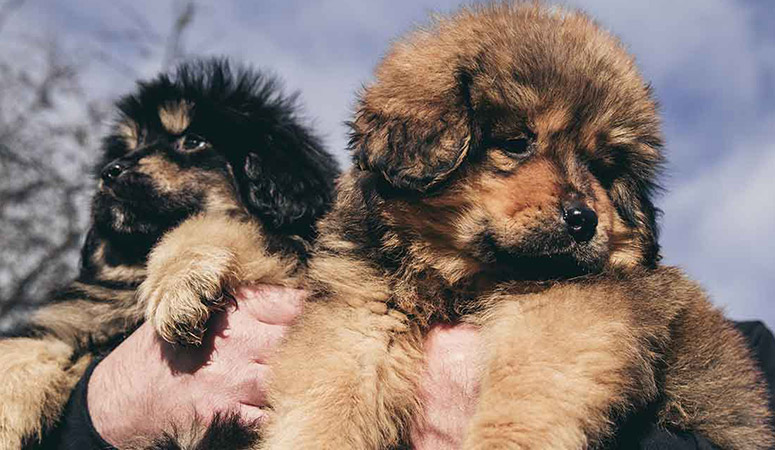 Tibetan Mastiff