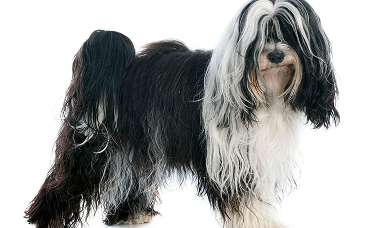 https://www.puppyarea.com/wp-content/uploads/2020/09/Tibetan-Terrier_1.jpg