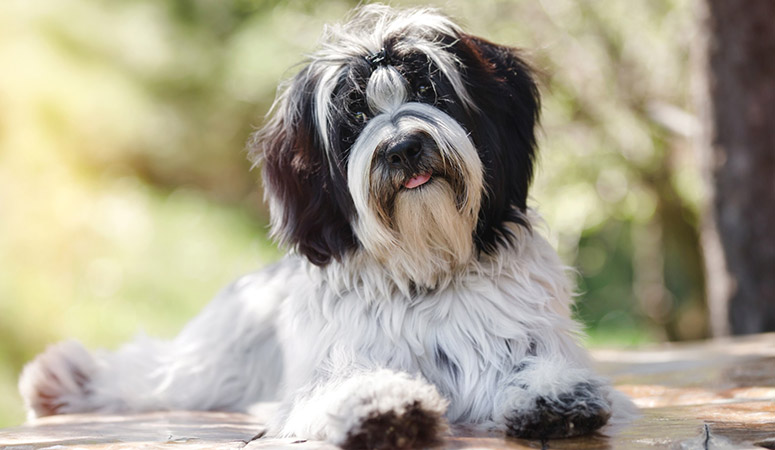 Tibetan Terrier