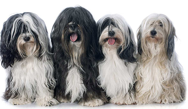 Tibetan Terrier