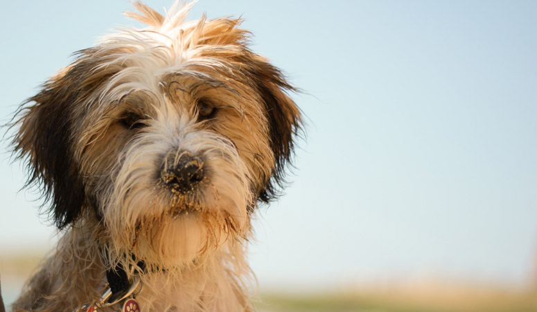 Tibetan Terrier