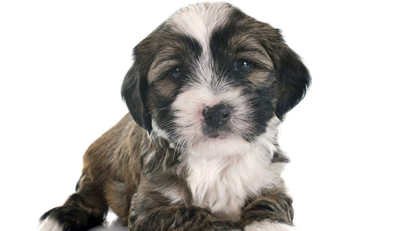 Tibetan Terrier