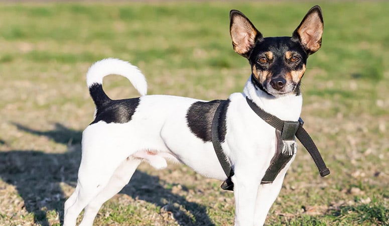 https://www.puppyarea.com/wp-content/uploads/2020/09/Toy-Fox-Terrier_1.jpg