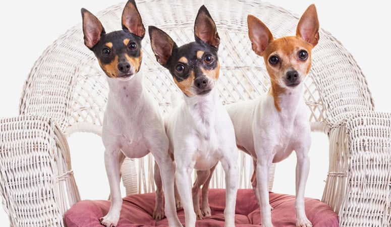 Toy Fox Terrier