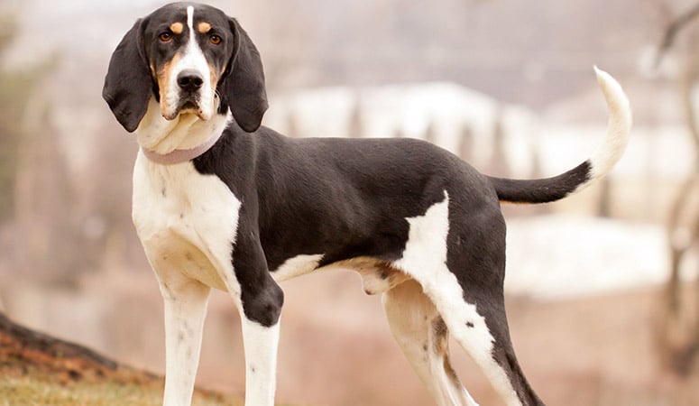 https://www.puppyarea.com/wp-content/uploads/2020/09/Treeing-Walker-Coonhound_1.jpg