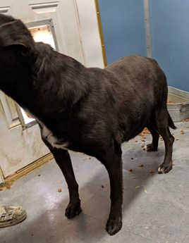 Victoria | Puppy Area