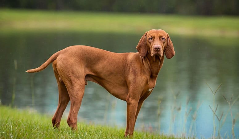 https://www.puppyarea.com/wp-content/uploads/2020/09/Vizsla-1.jpg