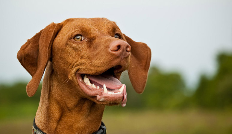 vizsla cushion