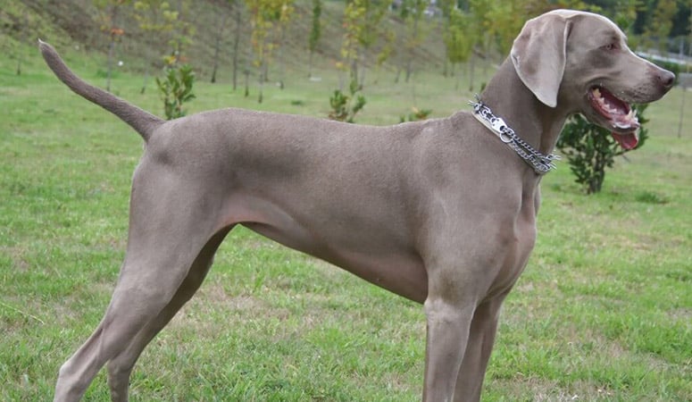 https://www.puppyarea.com/wp-content/uploads/2020/09/Weimaraner-1.jpg