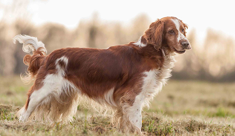 https://www.puppyarea.com/wp-content/uploads/2020/09/Welsh-Springer-Spaniel-1.jpg