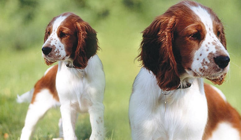 Welsh Springer Spaniel