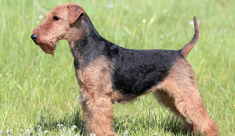 https://www.puppyarea.com/wp-content/uploads/2020/09/Welsh-Terrier-1.jpg