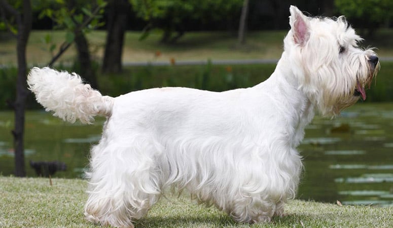 https://www.puppyarea.com/wp-content/uploads/2020/09/West-Highland-White-Terrier-1.jpg