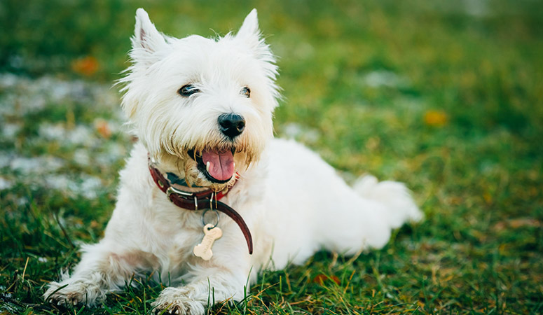 West Highland White Terrier