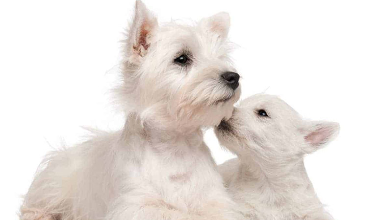 West Highland White Terrier