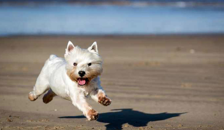 West Highland White Terrier