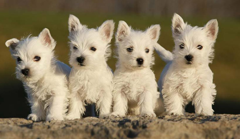 West Highland White Terrier