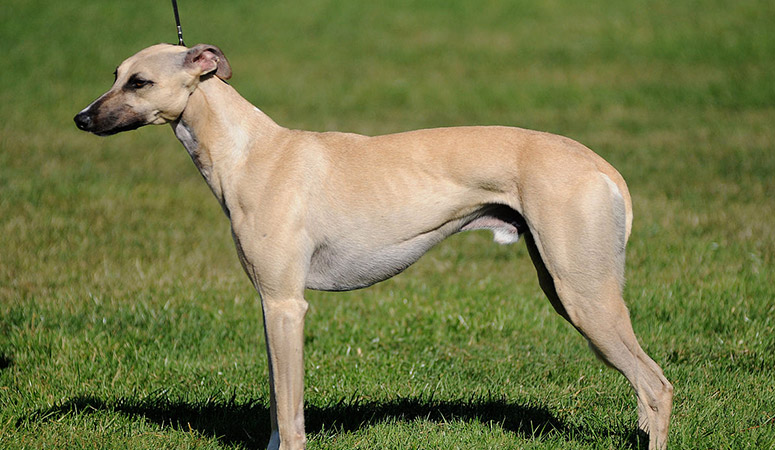 https://www.puppyarea.com/wp-content/uploads/2020/09/Whippet-1.jpg