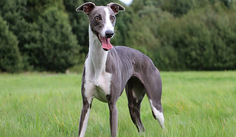 Whippet