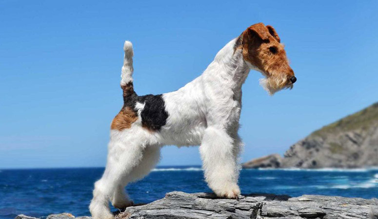 https://www.puppyarea.com/wp-content/uploads/2020/09/Wire-Fox-Terrier_1.jpg