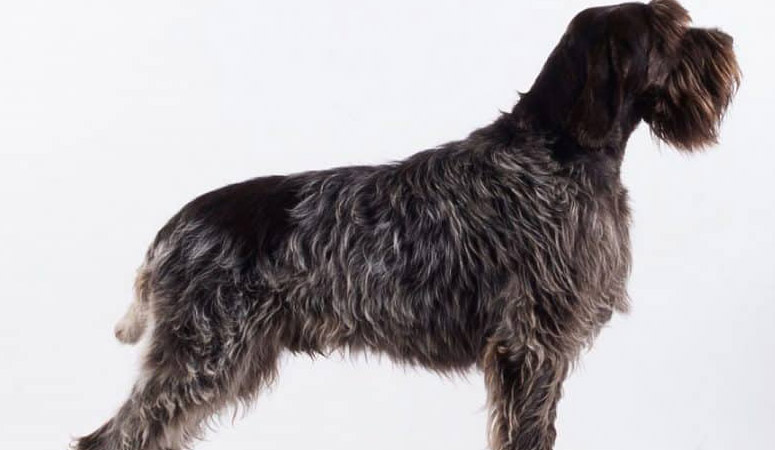 https://www.puppyarea.com/wp-content/uploads/2020/09/Wirehaired-Pointing-Griffon_1.jpg