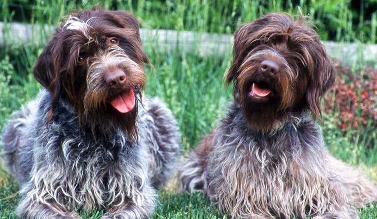 Wirehaired Pointing Griffon