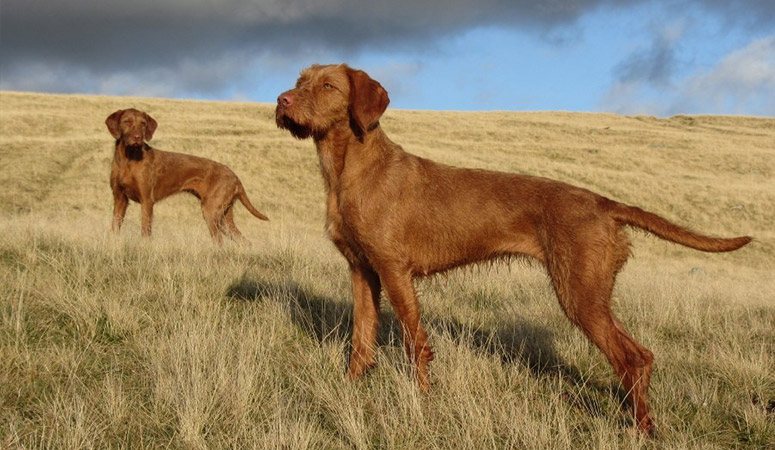 https://www.puppyarea.com/wp-content/uploads/2020/09/Wirehaired-Vizsla_1.jpg