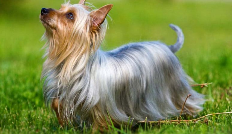 yorkshire terrier breeds puppy area