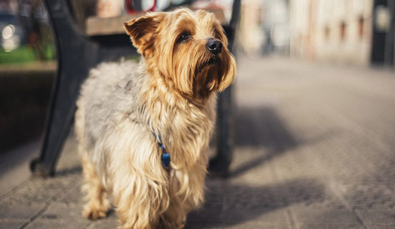 Yorkshire Terrier