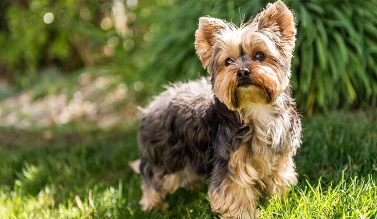 Yorkshire Terrier