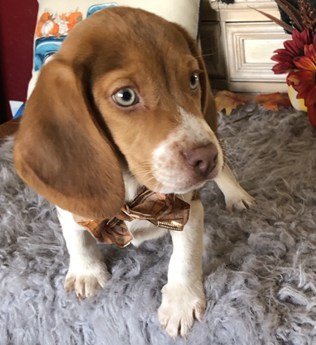 hush puppies liam