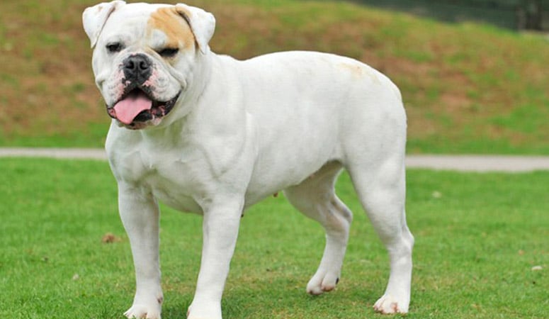 https://www.puppyarea.com/wp-content/uploads/2021/01/American-Bulldog-1.jpg