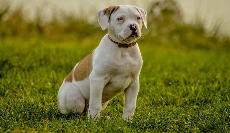 American Bulldog