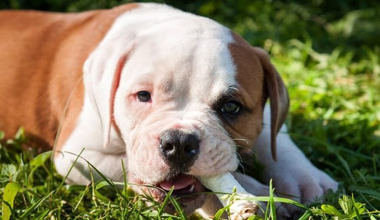 American Bulldog