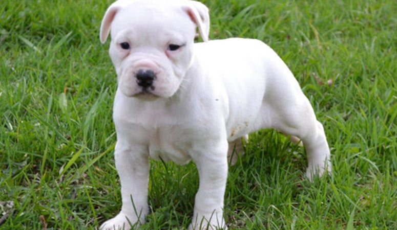 American Bulldog