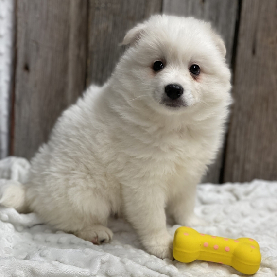 comfort teddy for puppy