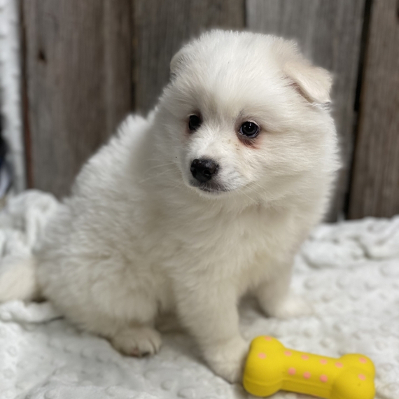 comfort teddy for puppy