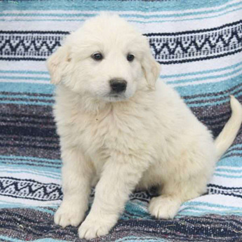 comfort teddy for puppy