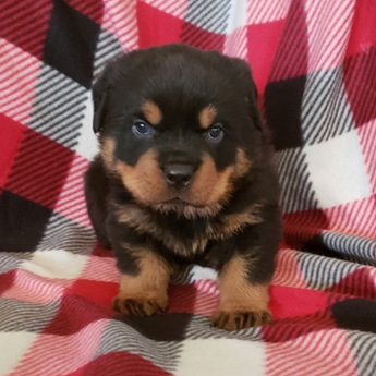 comfort teddy for puppy