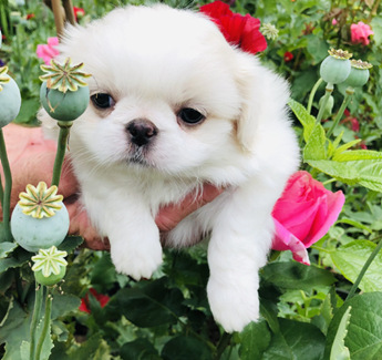 comfort teddy for puppy