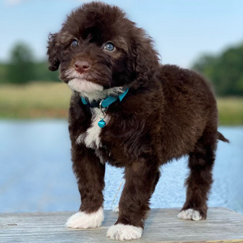 Ava puppy large breed Clearance