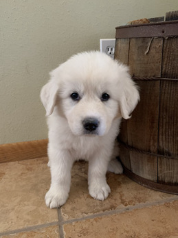 Blue | Puppy Area