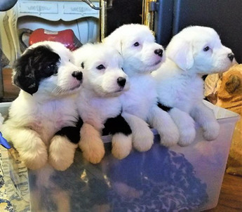 comfort teddy for puppy