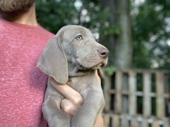 Akc Zac | Puppy Area